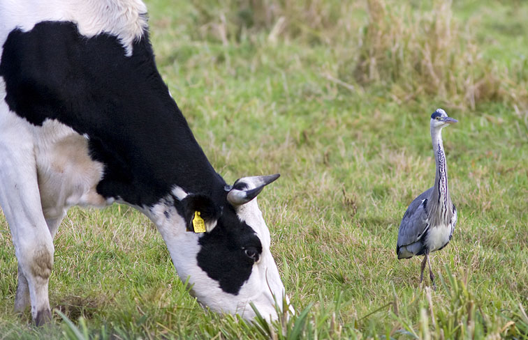 Blauwereiger_koe271008